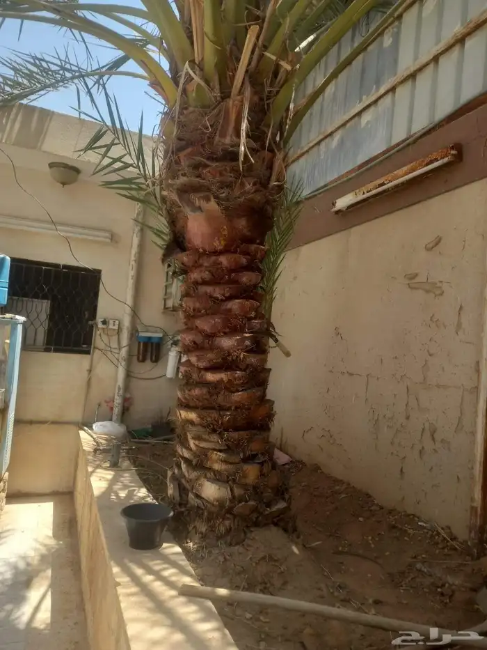 نخل مثمر اخلاص صقعي مجدول برحي شيشي مصيف ومشكلات اخرى 5