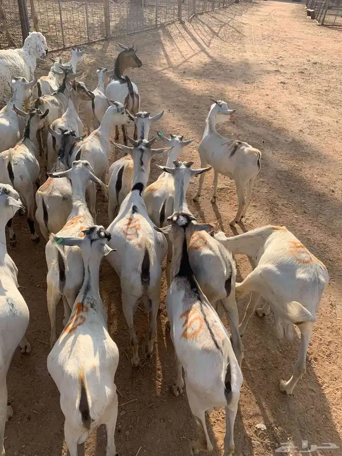 متوفر تيوس صومالية ممتازة ومضمونة جذعان وجاهزة للتعليف 2