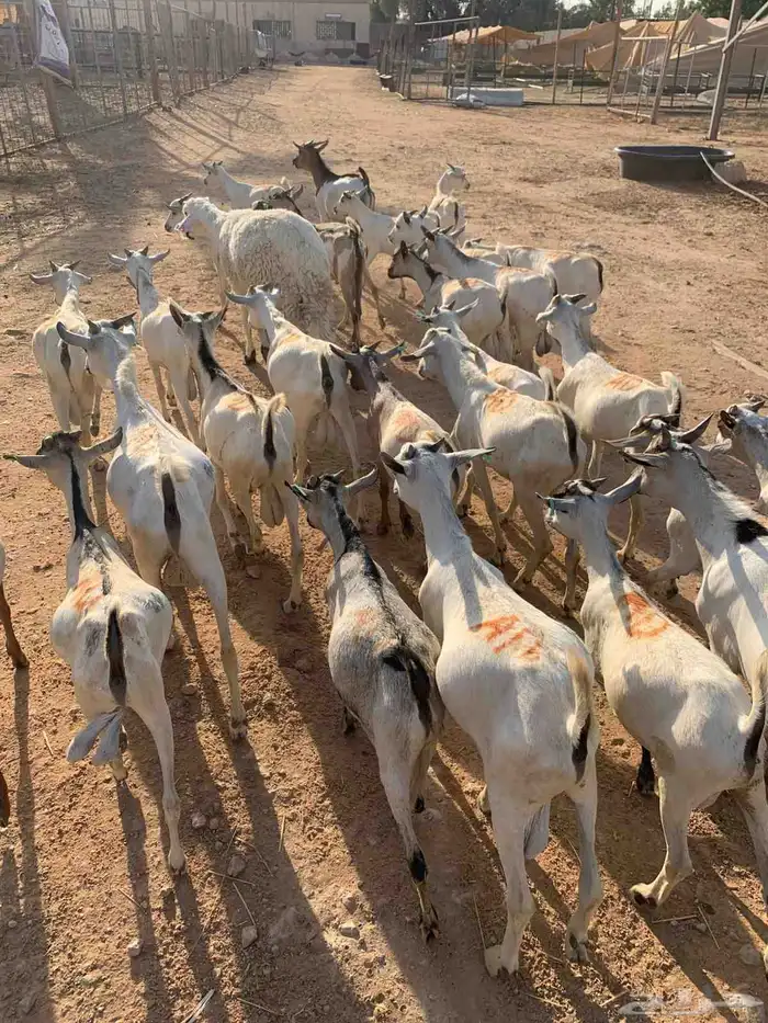 متوفر تيوس صومالية ممتازة ومضمونة جذعان وجاهزة للتعليف 1