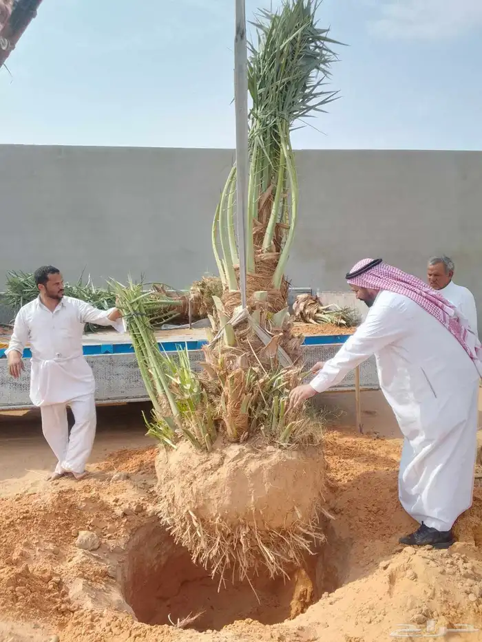 نخل مثمر اخلاص صقعي مجدول برحي شيشي مصيف ومشكلات اخرى 0