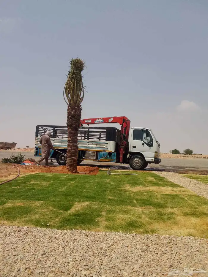 نخل مثمر اخلاص صقعي مجدول برحي شيشي مصيف ومشكلات اخرى 7