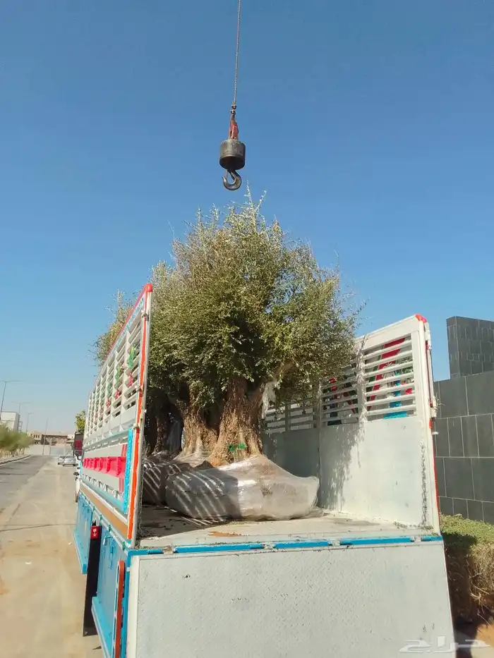 زيتون معمر 3