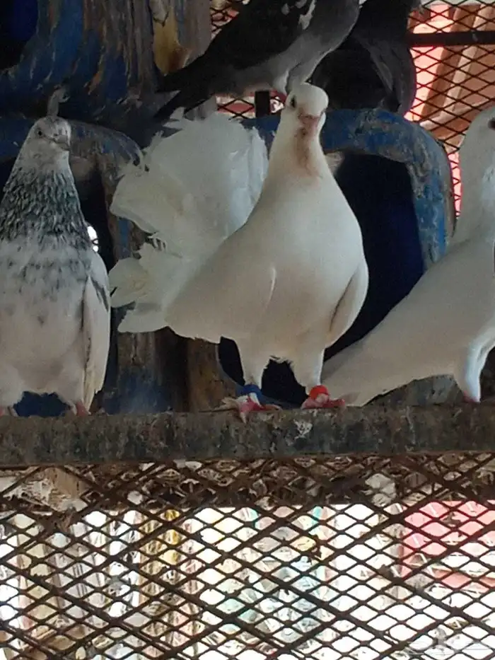 حمام رقاص وفروخه 1
