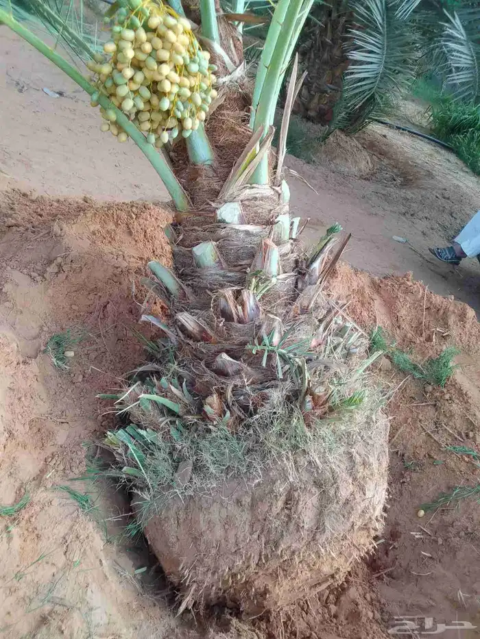 نخل مثمر اخلاص صقعي مجدول برحي شيشي مصيف ومشكلات اخرى 9