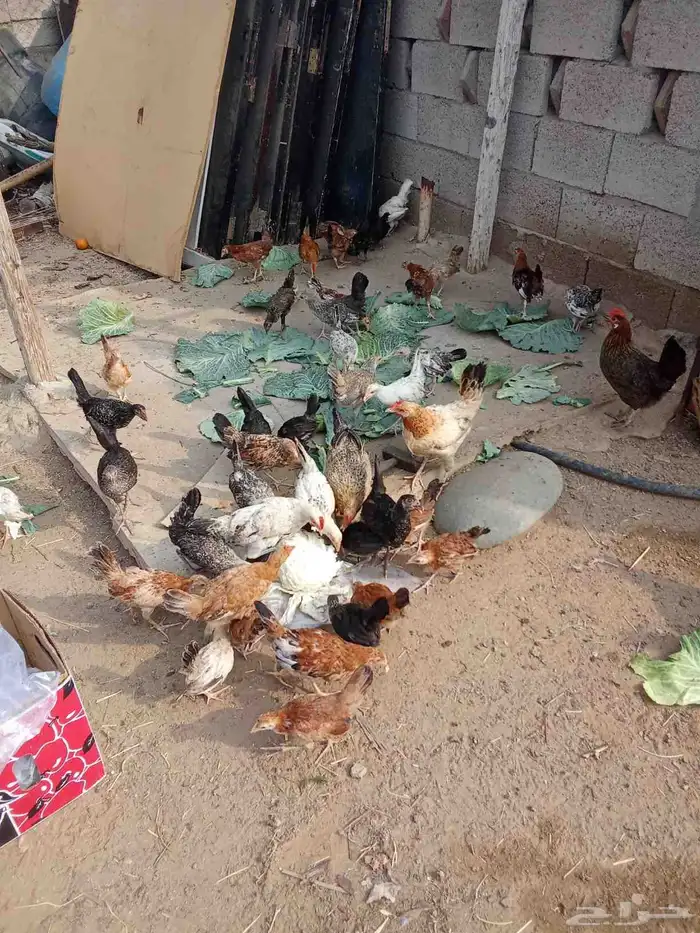 دجاج للبيع الدرب 1