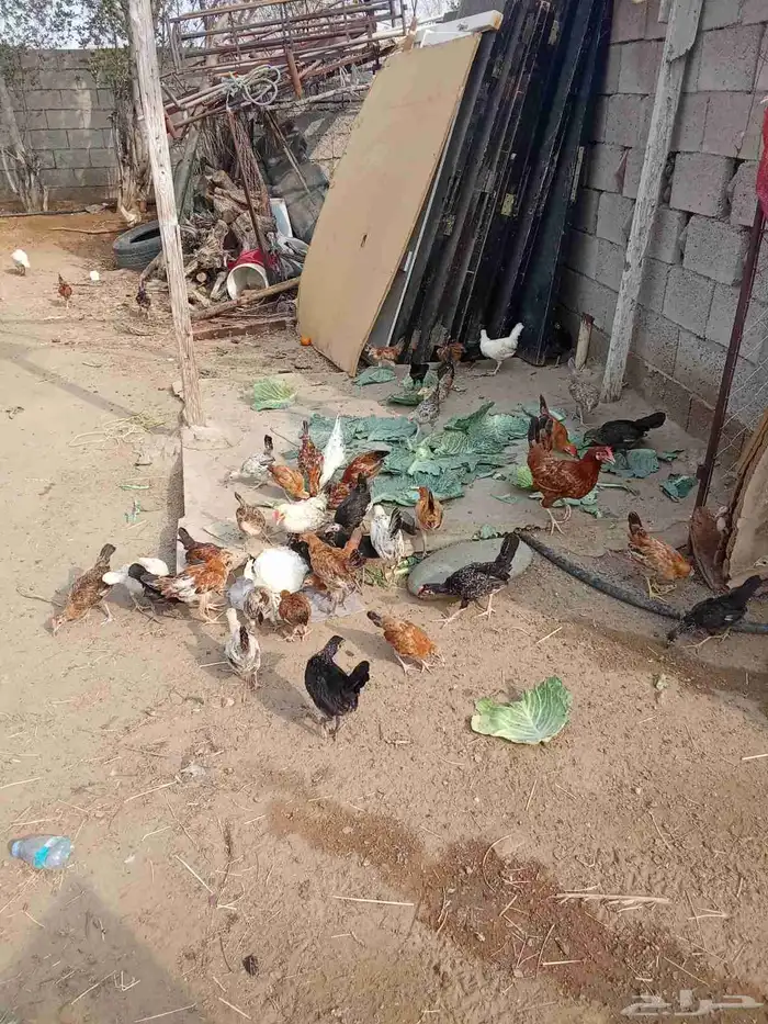 دجاج للبيع الدرب 0