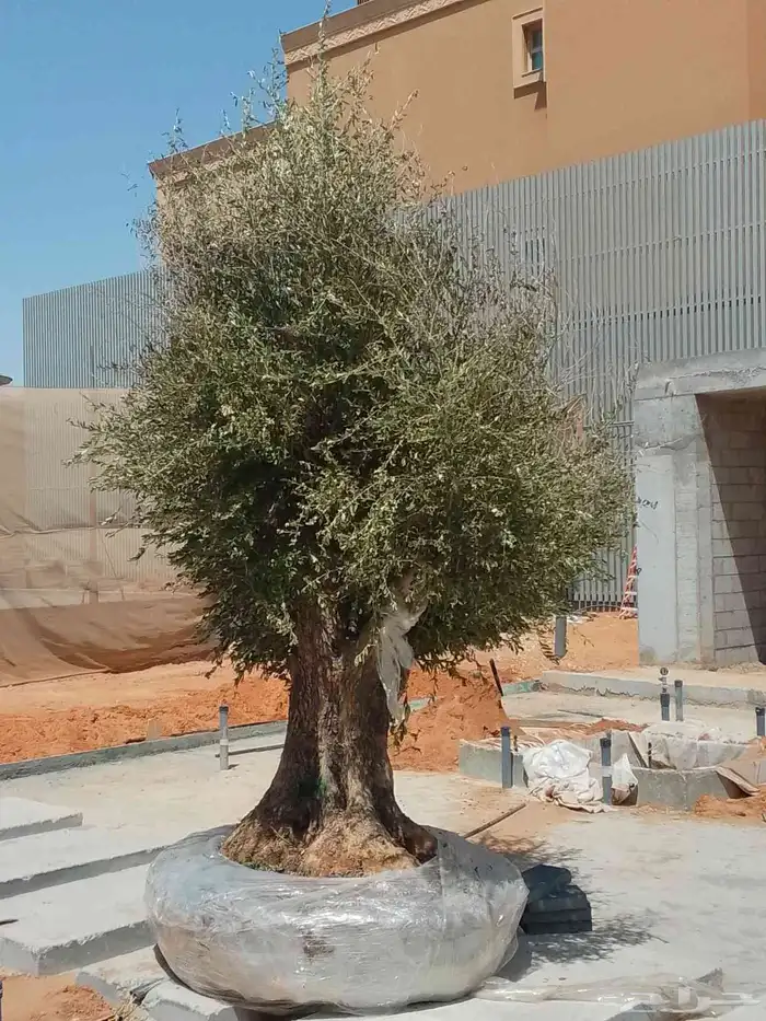 زيتون معمر 4