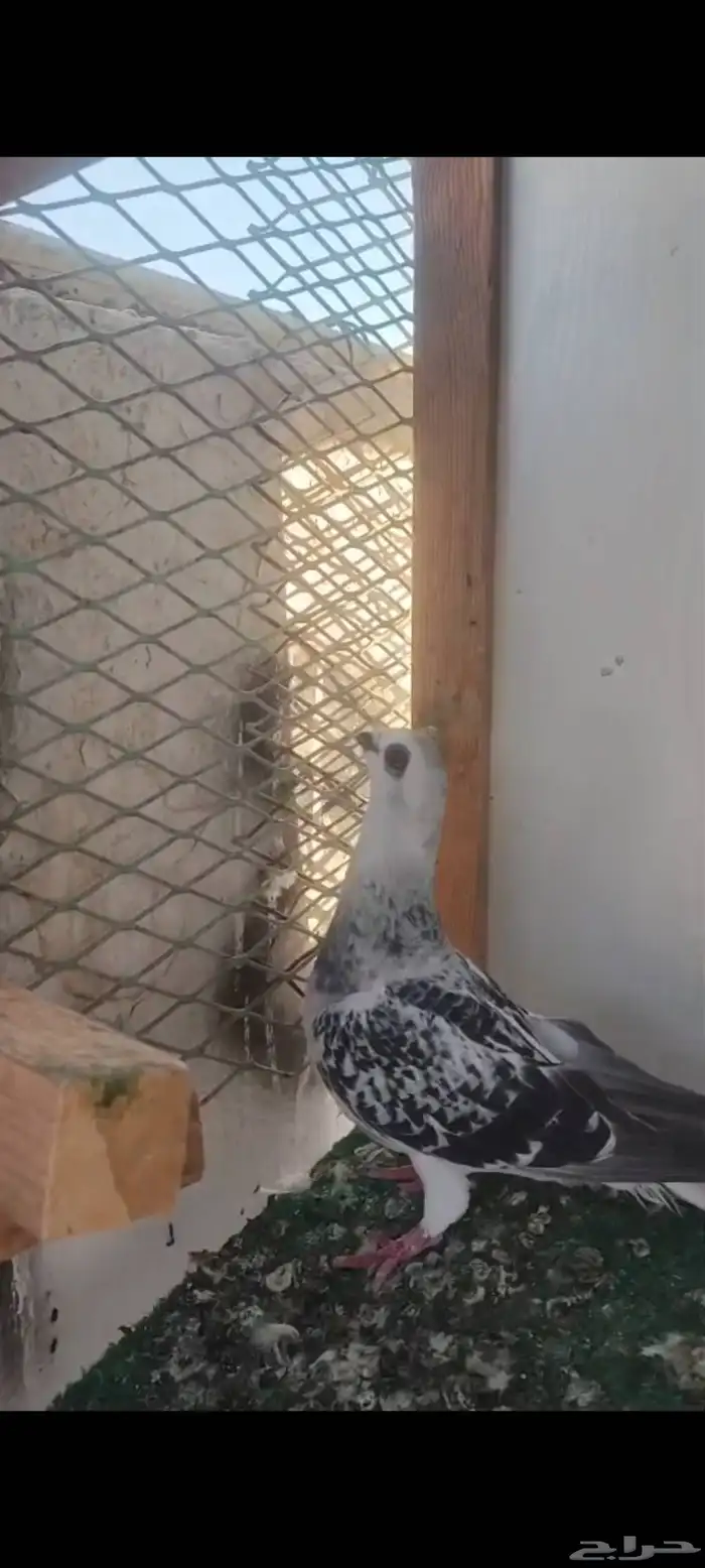 حمام شامي 3