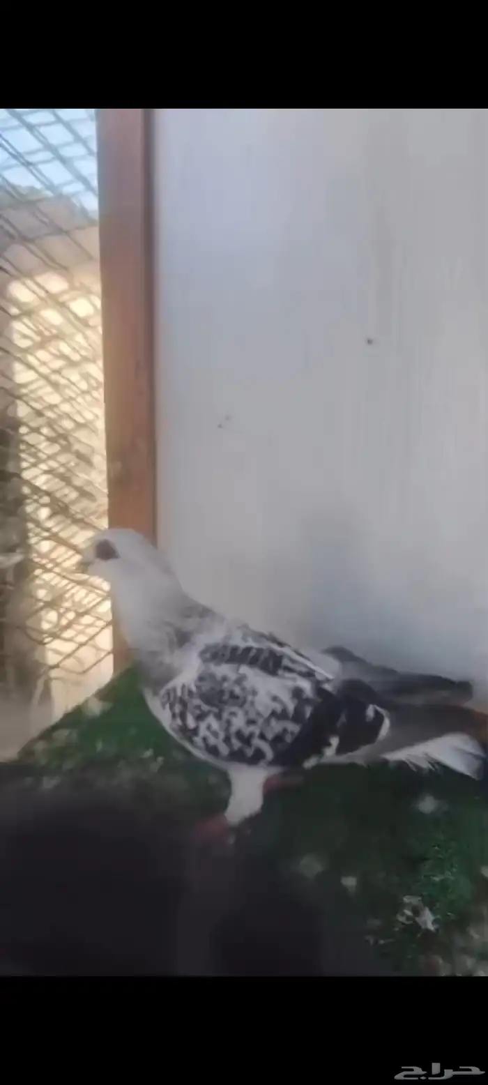 حمام شامي 5