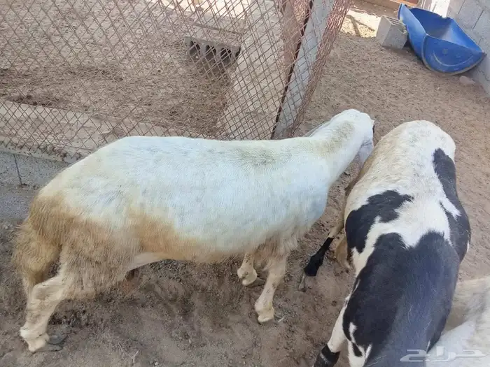 غنم سواكني 3