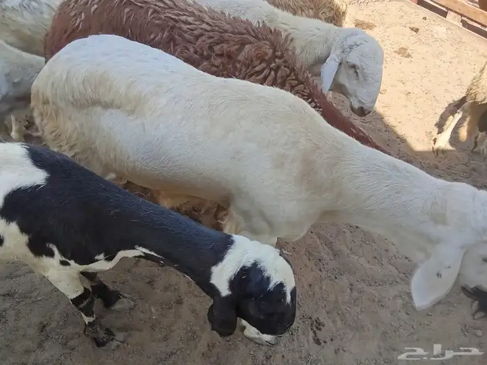 غنم سواكني 4