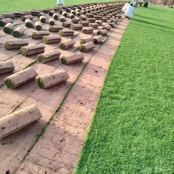 تنسيق حدائق توريد وتركيب الثيل الطبيعي وشبكه الرأي 10