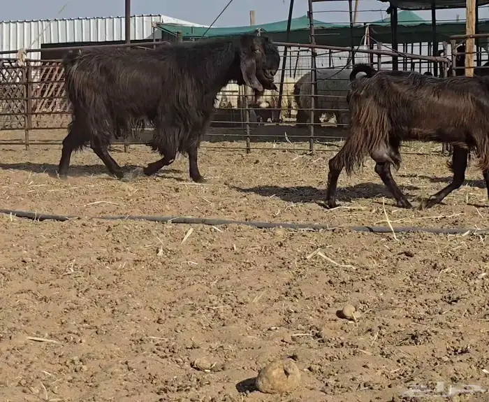 ماعز دهم وحمر 7