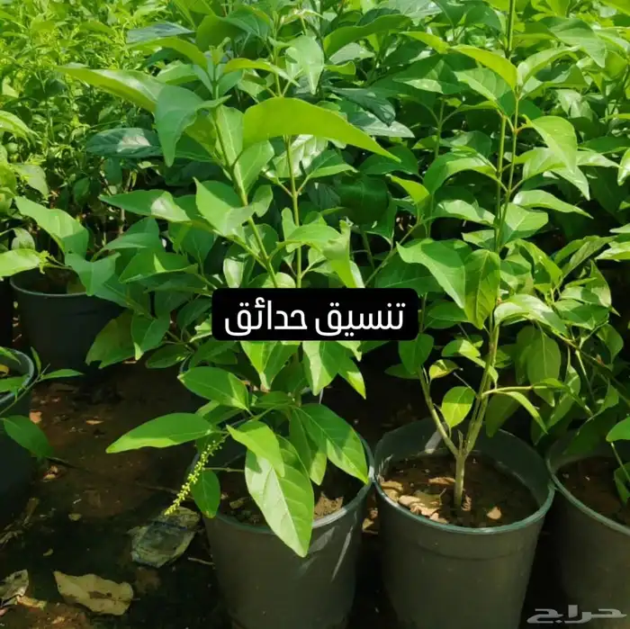 مشاتل الدمام تنسيق حداق 1