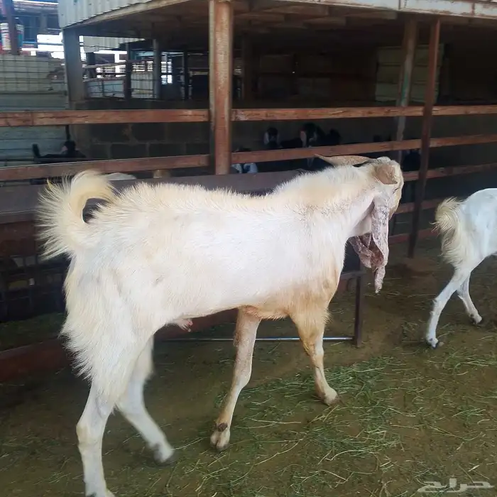 المصري المطور للبيع 6