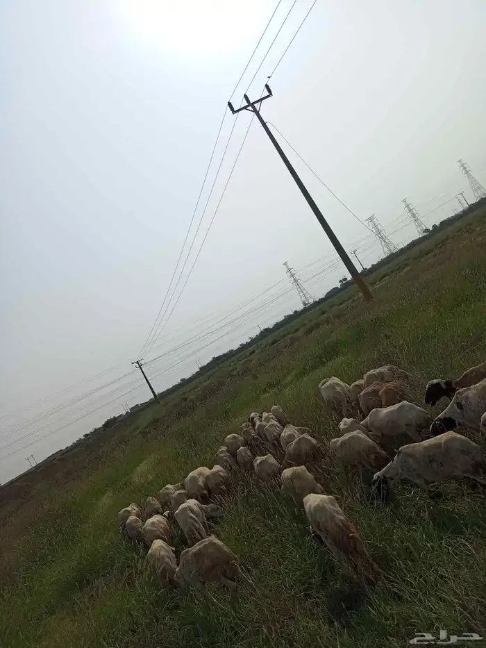 ضأن غنم ماشاء الله تبارك الله تربيه بيت 3