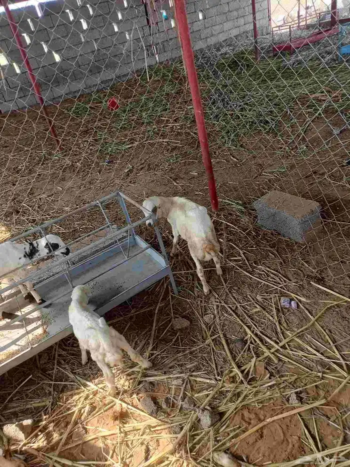 غنم ضأن لبيع مايجي إلي اصامل مستعجل 7