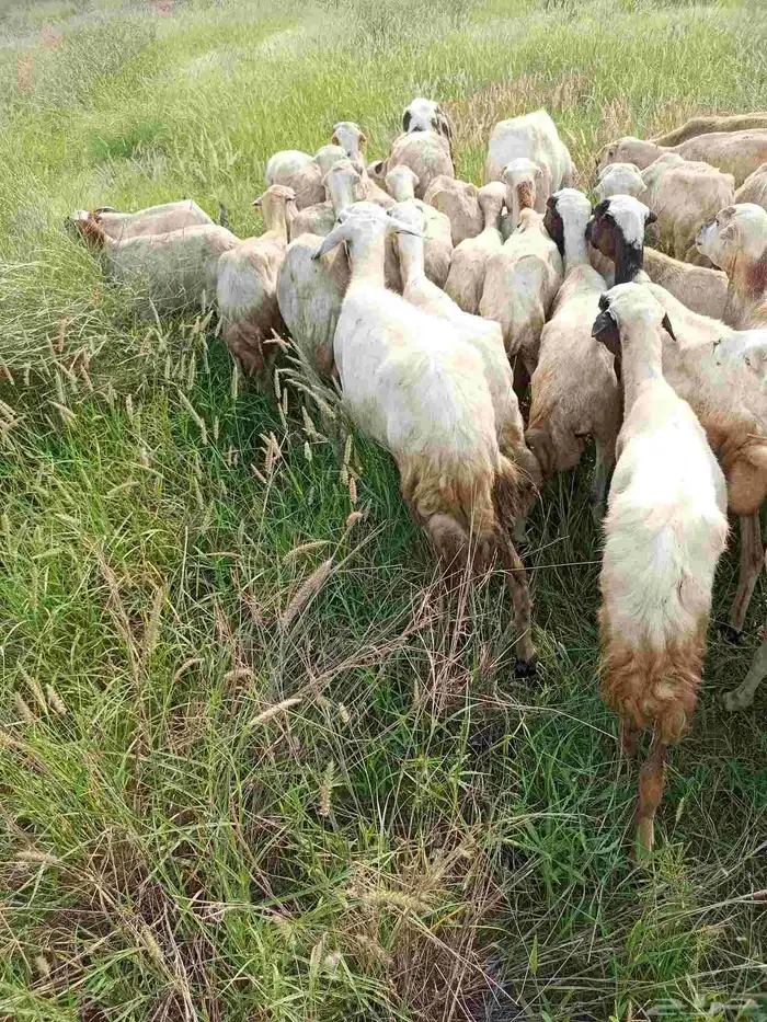 غنم ضأن لبيع مايجي إلي اصامل مستعجل 2