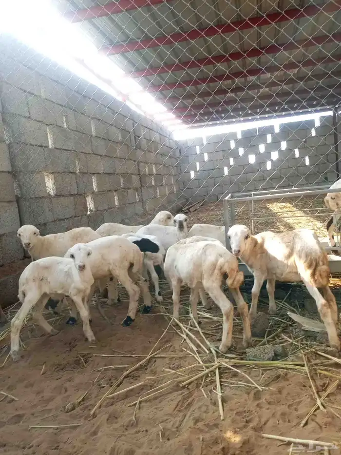 غنم ضأن لبيع مايجي إلي اصامل مستعجل 3