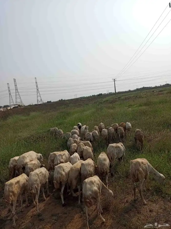 غنم ضأن لبيع مايجي إلي اصامل مستعجل 1