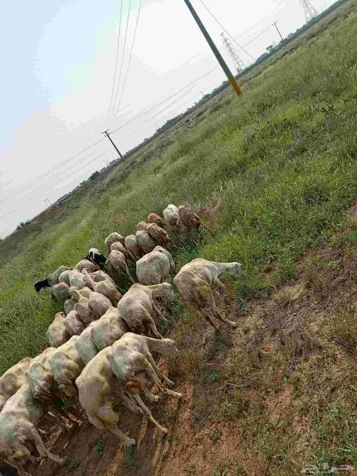 غنم ضأن لبيع مايجي إلي اصامل مستعجل 0