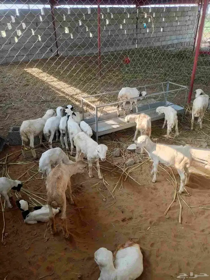 غنم ضأن لبيع مايجي إلي اصامل مستعجل 4
