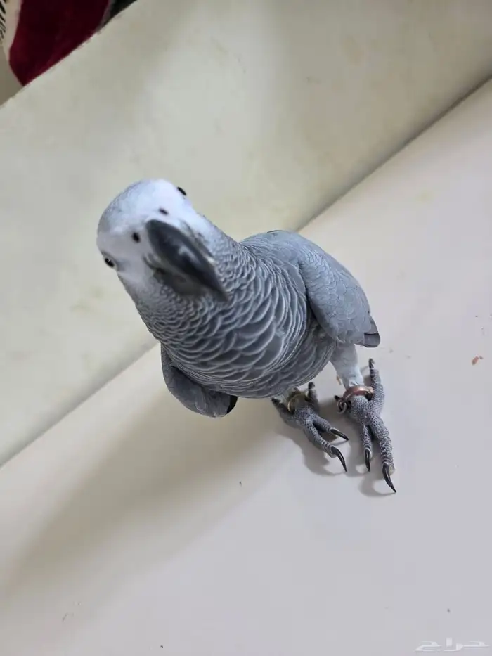 بغباء كاسكو افريقي انثى 0