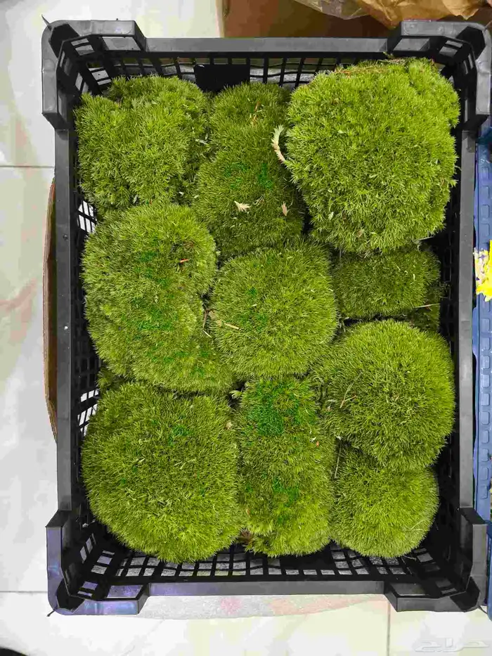 طحالب بولموس بولندا 2