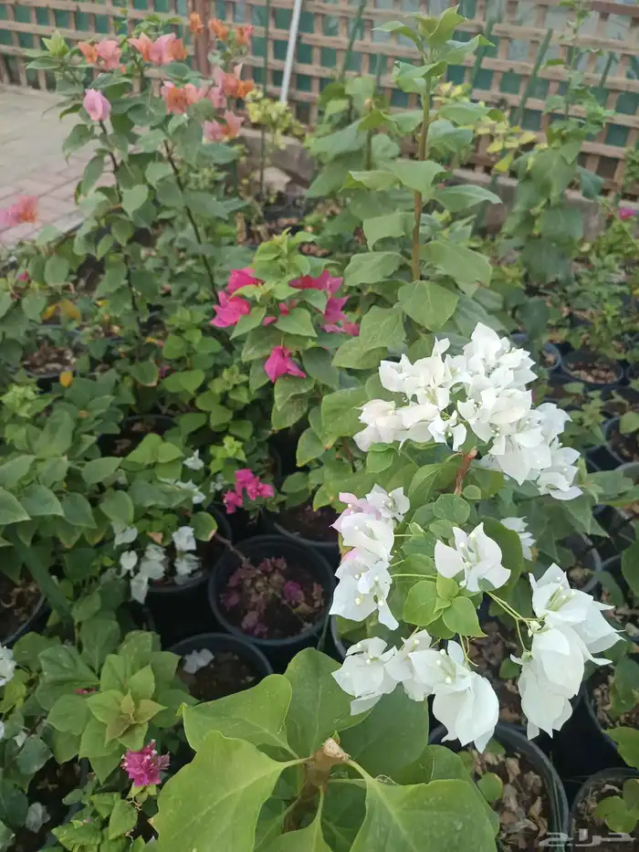 اجمل الازهار والنباتات المعمره داخل المدينه المنوره 0