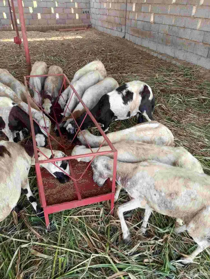 غنم ضأن لبيع مايجي إلي اصامل مستعجل 6