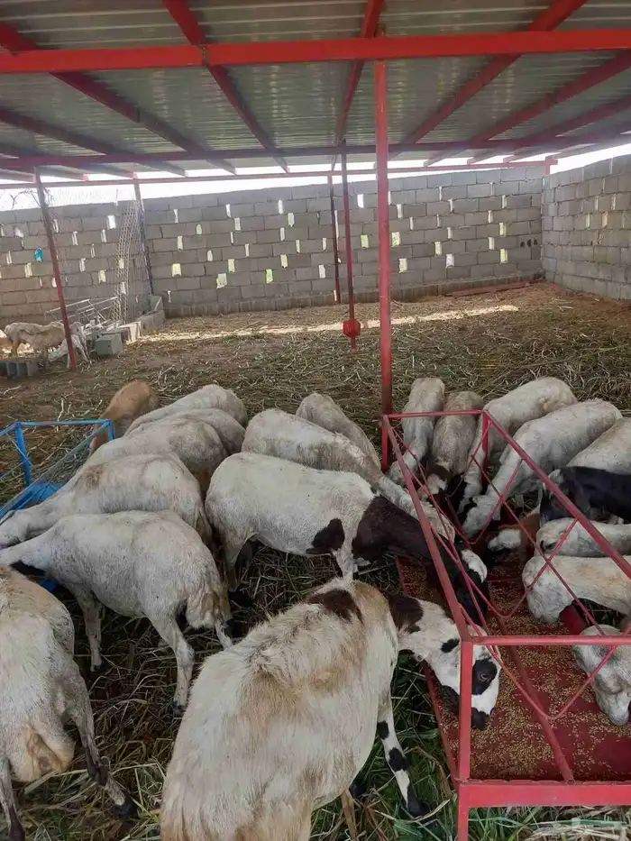 ضأن غنم ماشاء الله تبارك الله تربيه بيت 1