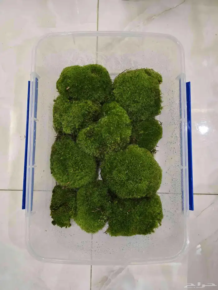 طحالب بولموس بولندا 8