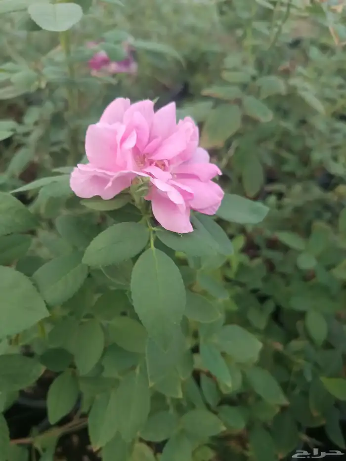 اجمل الازهار والنباتات المعمره داخل المدينه المنوره 1