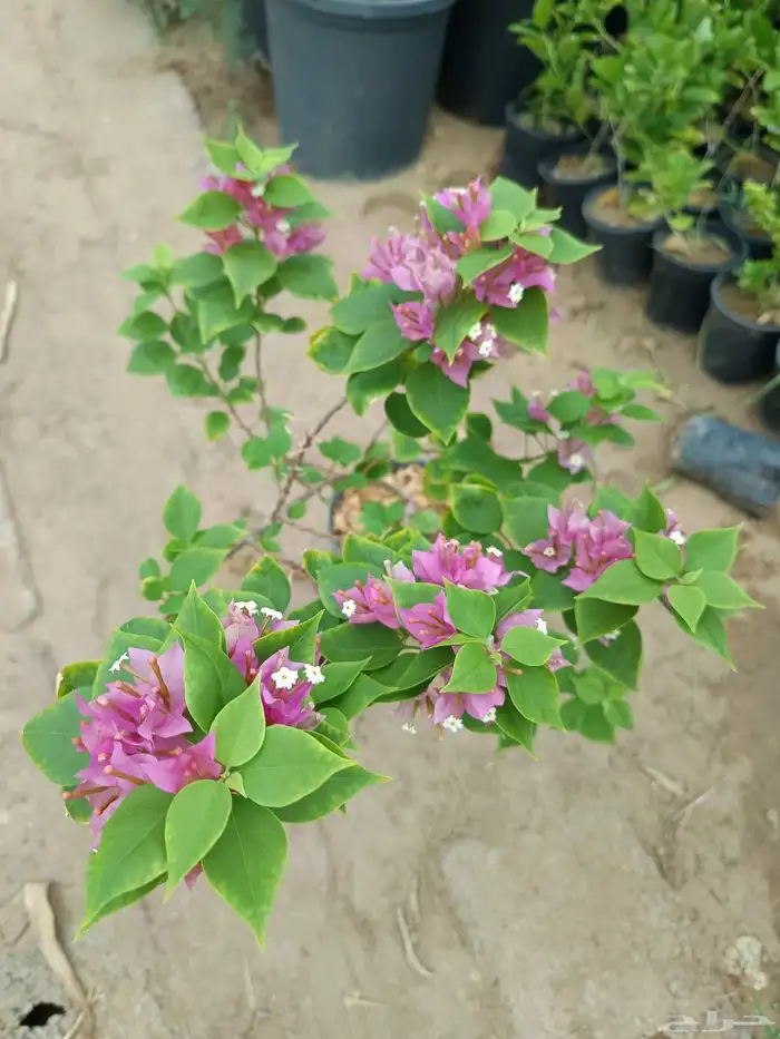 اجمل الازهار والنباتات المعمره داخل المدينه المنوره 4