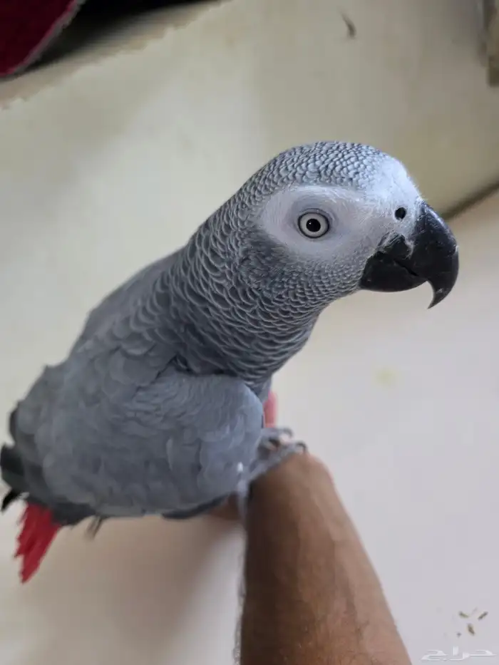 بغباء كاسكو افريقي انثى 7