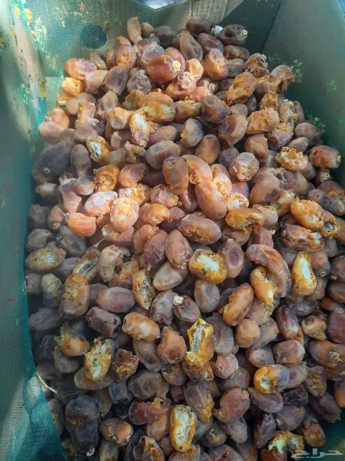 سلام عليكم ورحمة الله 0