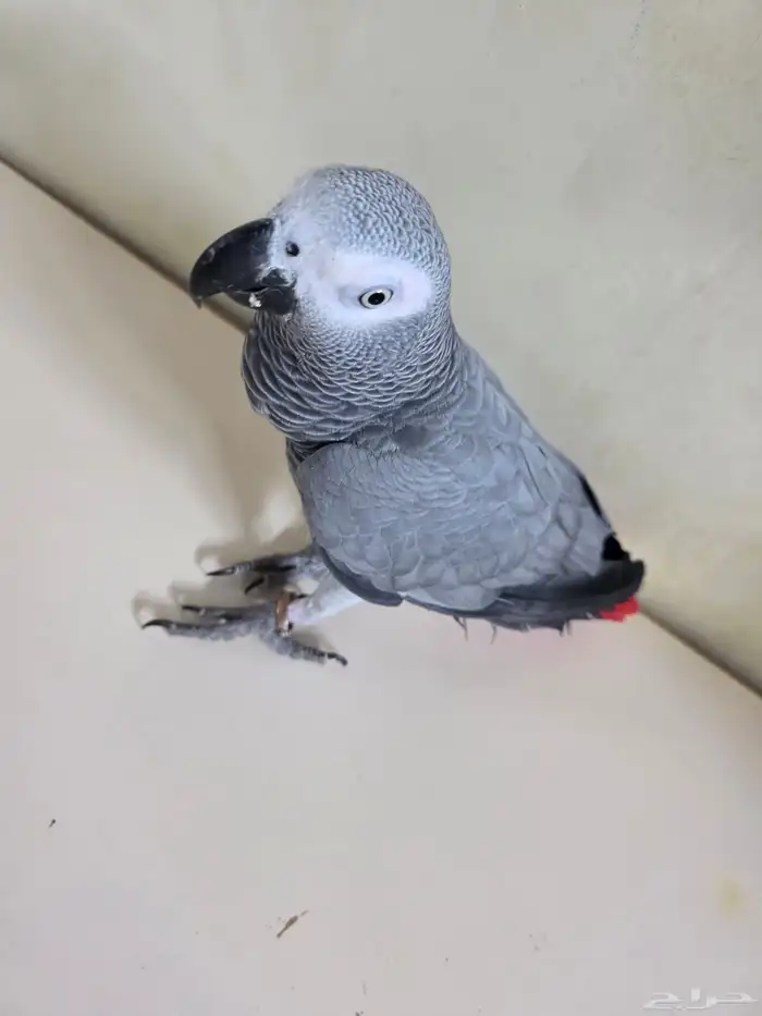 بغباء كاسكو افريقي انثى 6