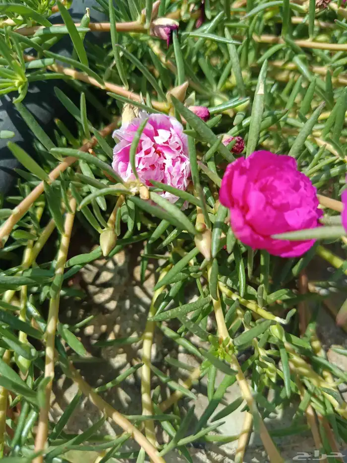 اجمل الازهار والنباتات المعمره داخل المدينه المنوره 5