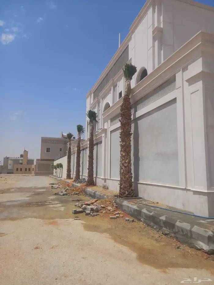 نخل زينه نخيل واشنطني زينه ابو مروحه نحيف وسط عريض جميع 2