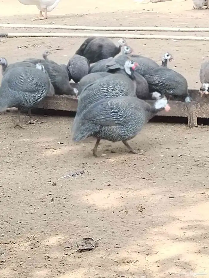 حجل اصيل للبيع 0