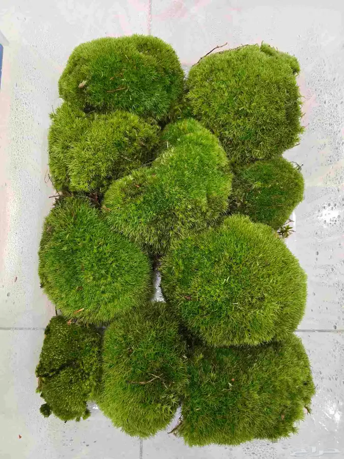 طحالب بولموس بولندا 7