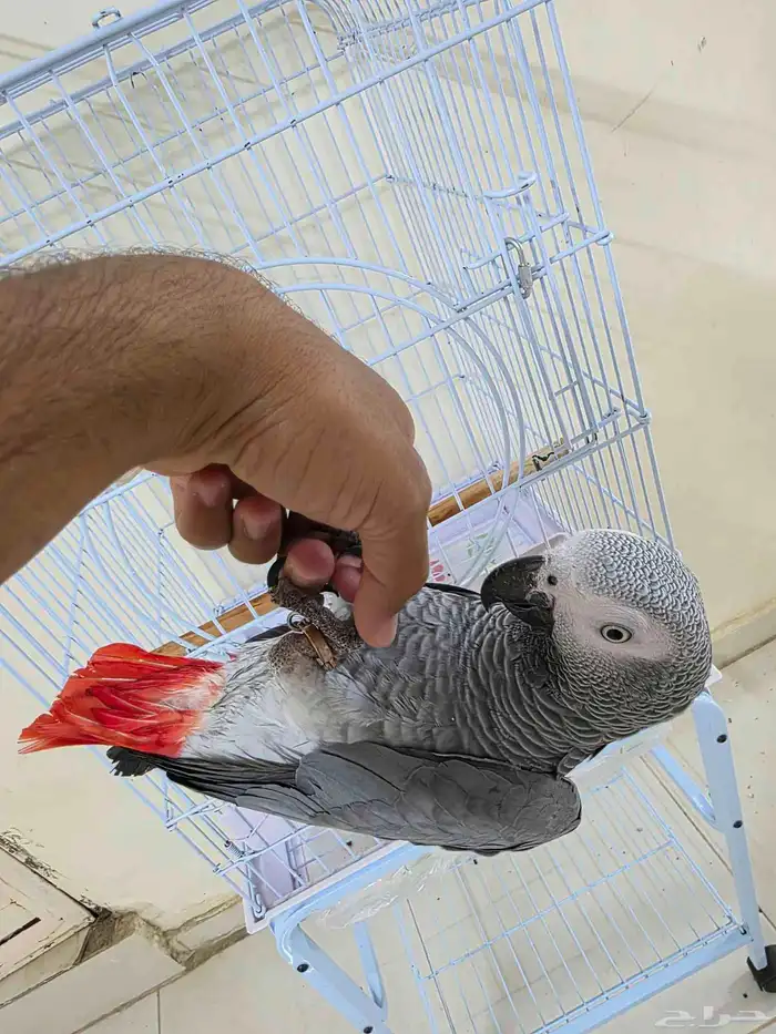 بغباء كاسكو افريقي انثى 9