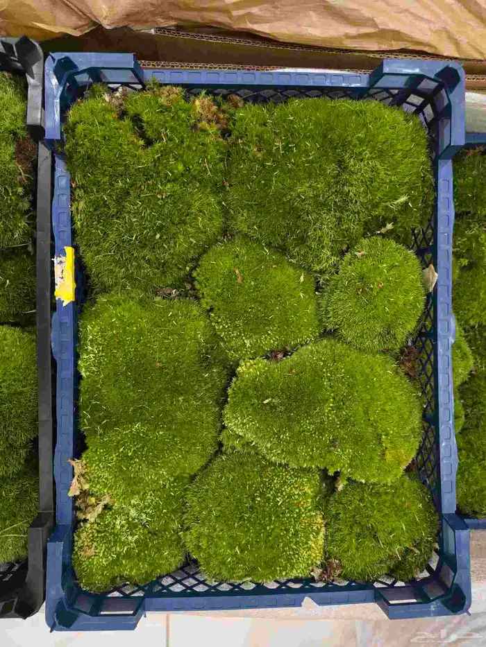 طحالب بولموس بولندا 1