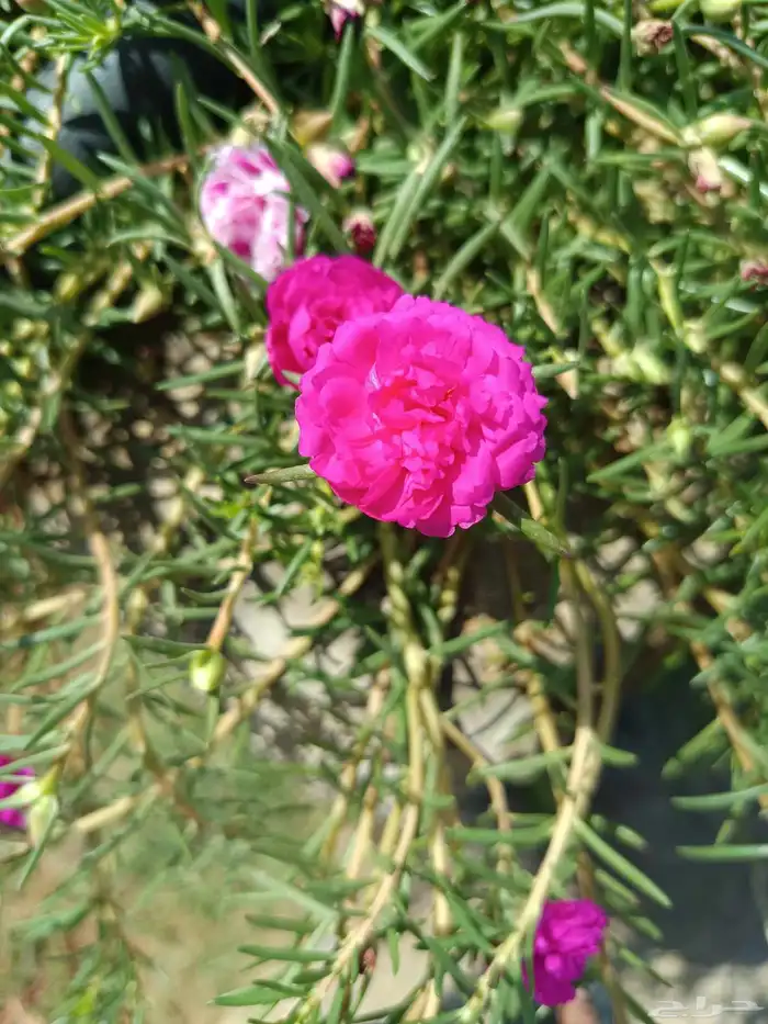 اجمل الازهار والنباتات المعمره داخل المدينه المنوره 7