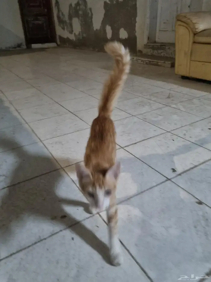 يوجد لدي 2 قط بلدي للتبني 2
