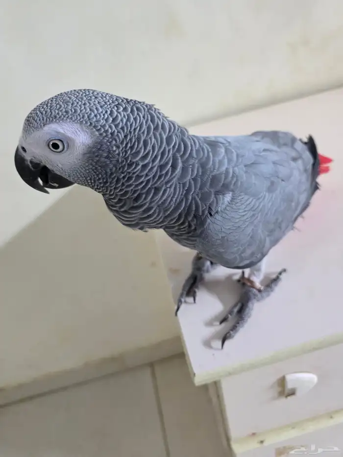 بغباء كاسكو افريقي انثى 3