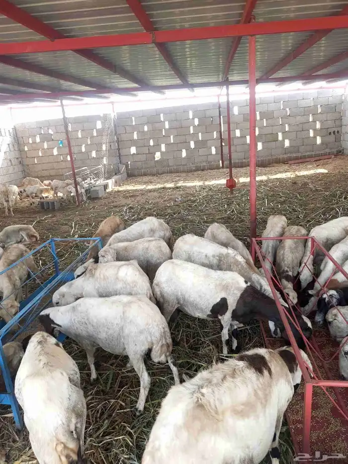 غنم ضأن لبيع مايجي إلي اصامل مستعجل 5