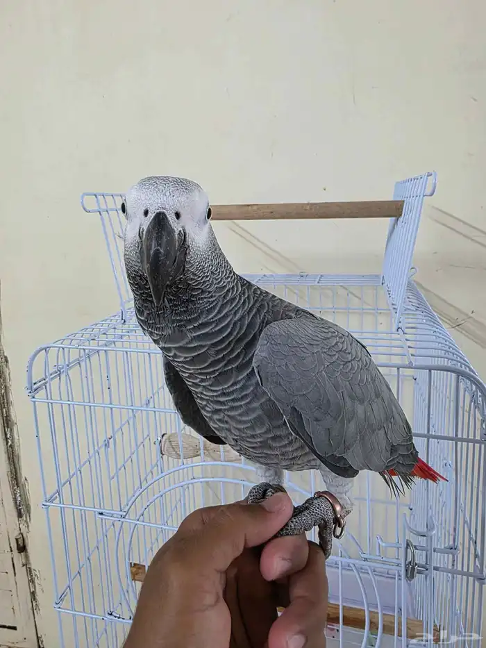 بغباء كاسكو افريقي انثى 8