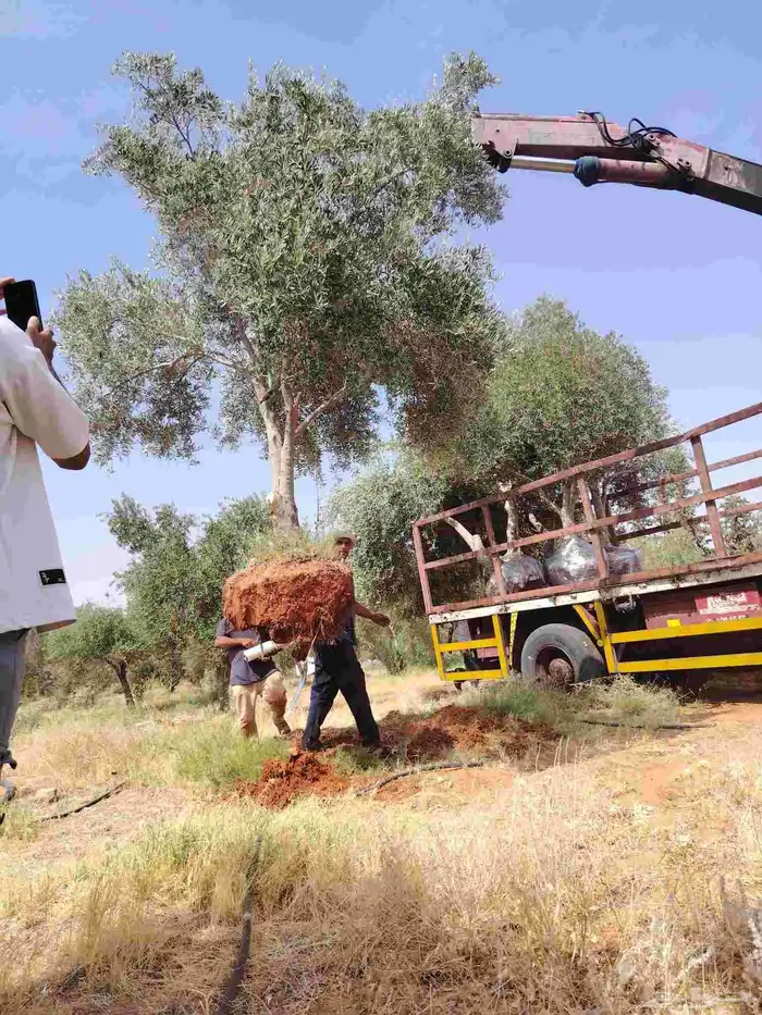 زيتون نيبالي 4