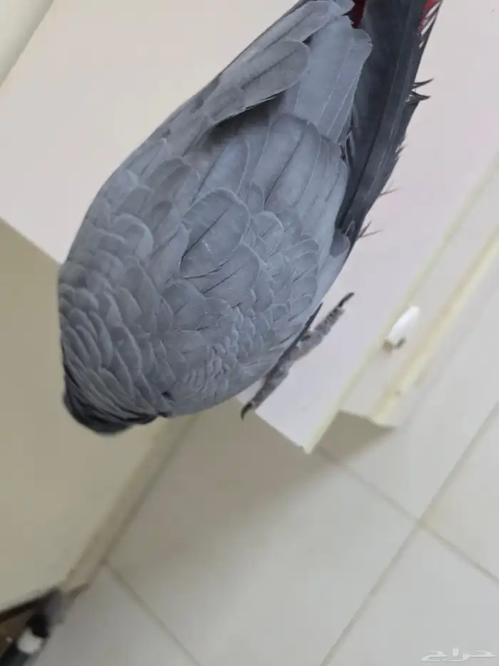 بغباء كاسكو افريقي انثى 2